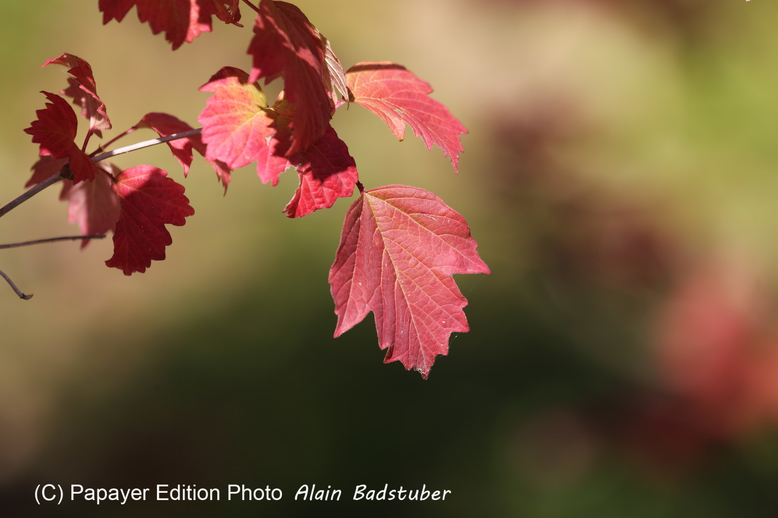 Ile aux oiseaux à Vaumarcus
