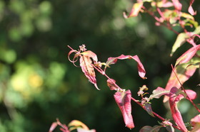Ile aux oiseaux à Vaumarcus