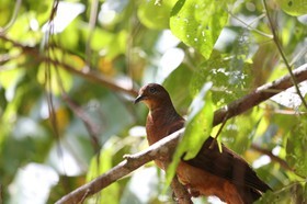 Oiseaux à Cape Tribulation