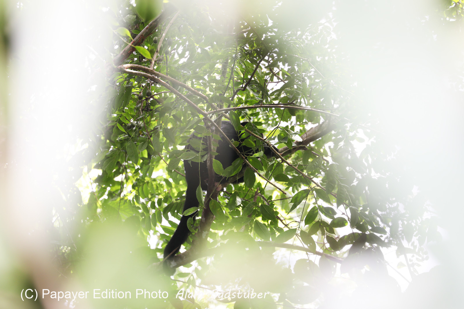 Singes hurleurs à Punta Gorda, Bélize