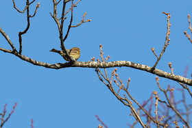 Faune et Flore de Suisse, 2022
