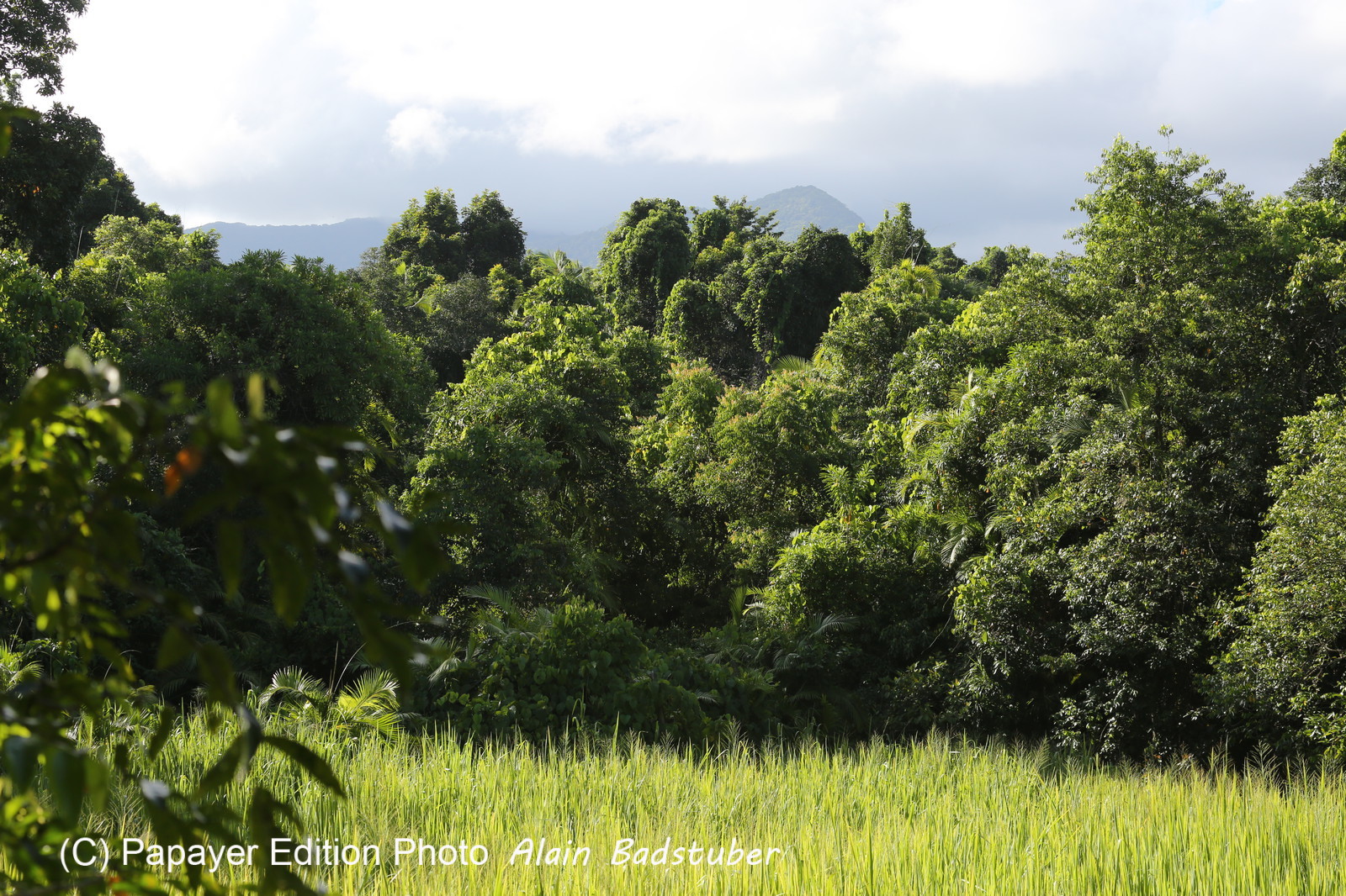 L'Australie à Cow Bay et Cape Tribulation en 2017