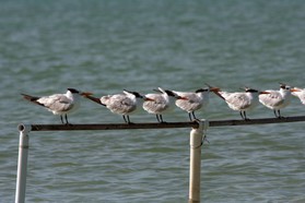 Images_Belize_2011_376