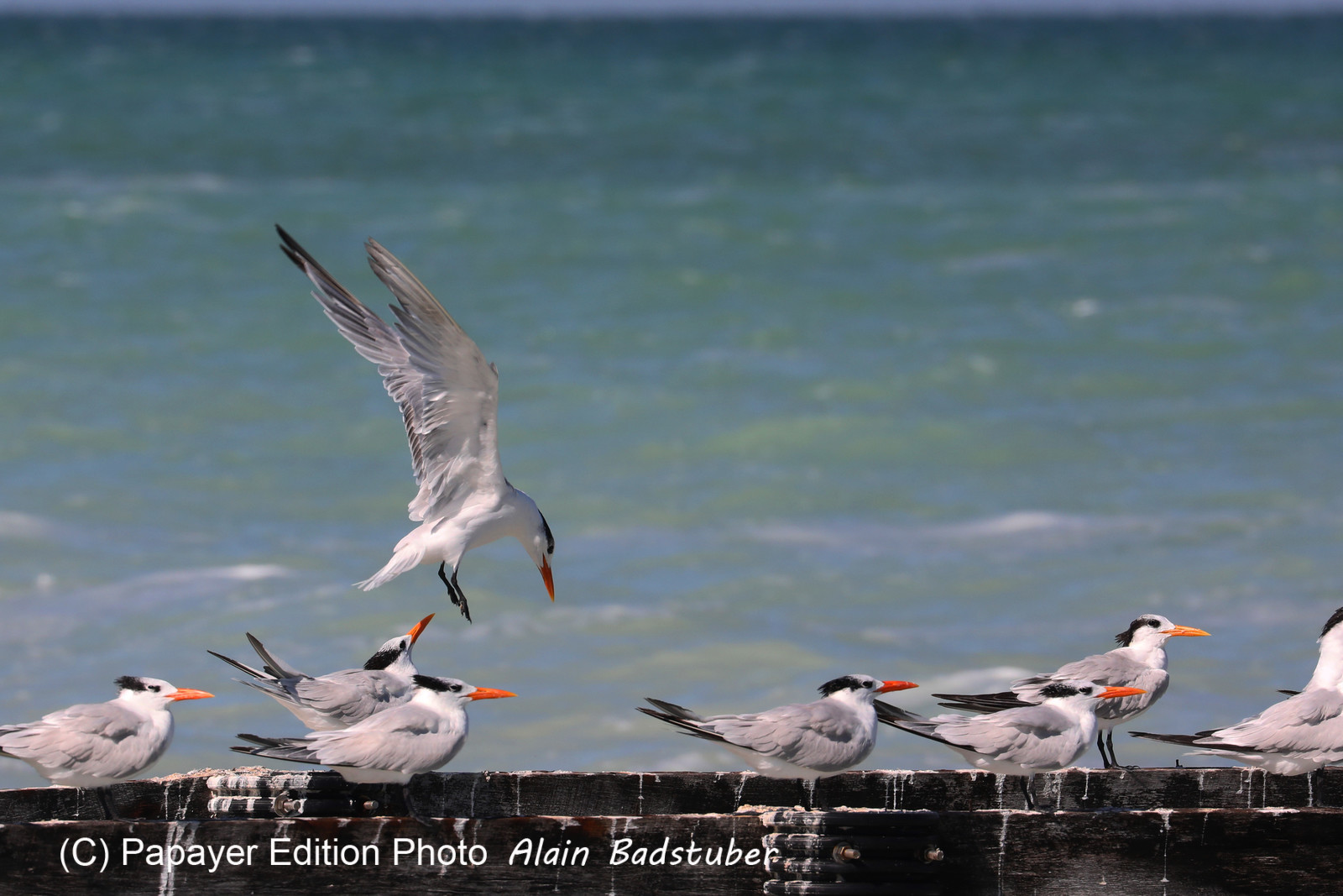 Deuxième séjour à Sarteneja, Bélize, Novembre - Décembre 2021