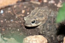 Images_Belize_2011_445