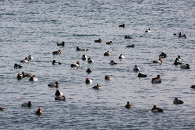 Faune et Flore de Suisse, 2022, Vaumarcus, Nette Rousse, Fuligule Morillon et Milouin au repos