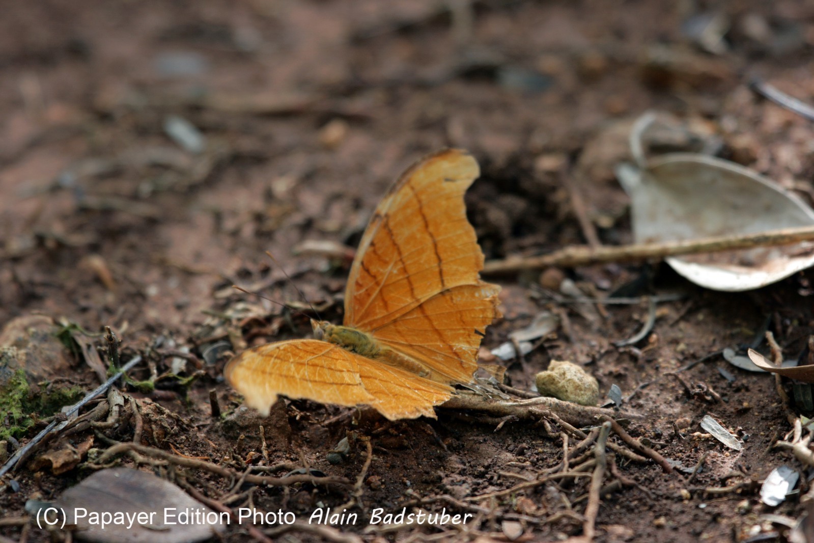 Images_Belize_2011_031