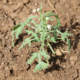 Végétaux et Champignons