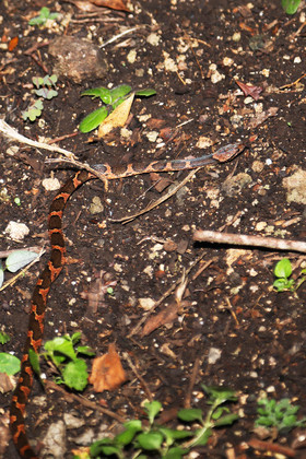 Serpents du Belize, Cat eyed snake, Leptodeira frenata