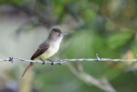 Premier séjour à Crooked Tree , au Bélize en octobre 2021
