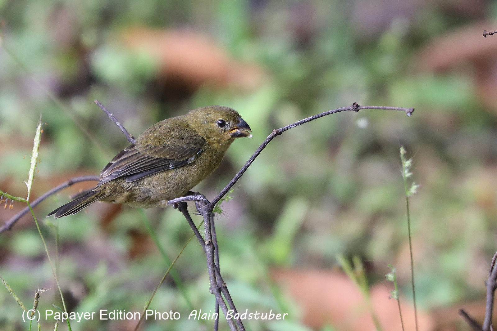 Parque Natural Metropolitano