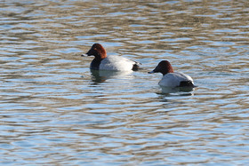 Faune et Flore de Suisse, 2022, Vaumarcus, Fuligules milouins mâles