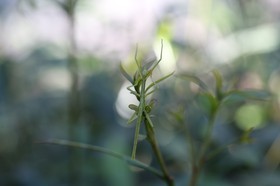Phasmes à Cape Tribulation