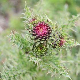 Chardon pas encore déterminé...