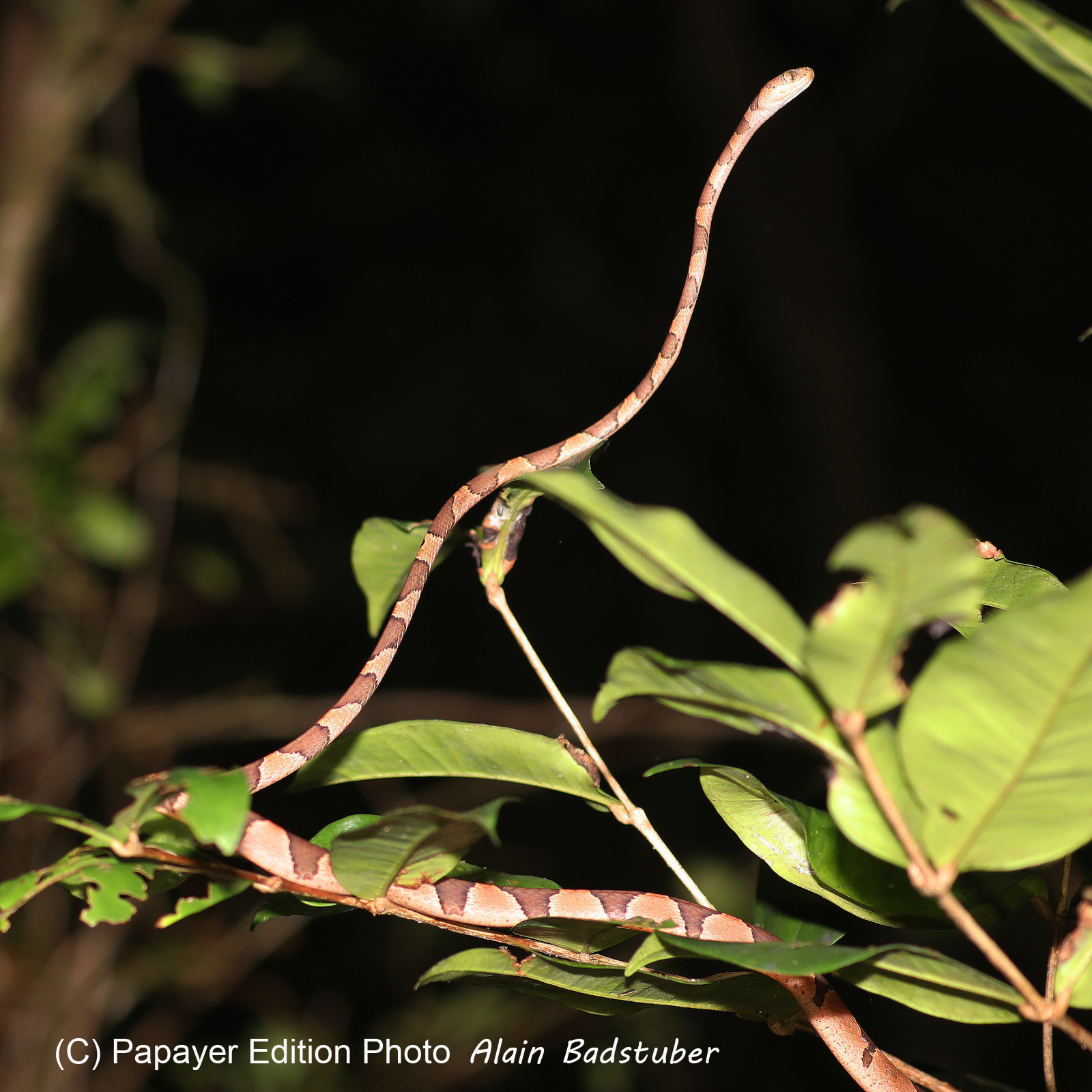 Serpents du Belize, Blunthead tree snake, Imantodes cenchoa