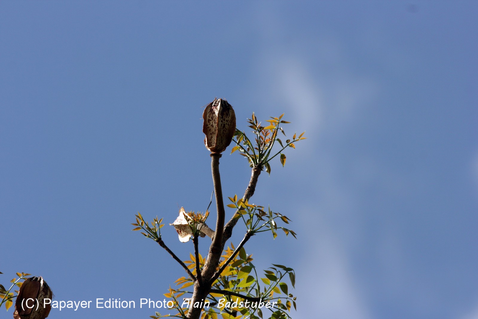 Images_Belize_2011_247