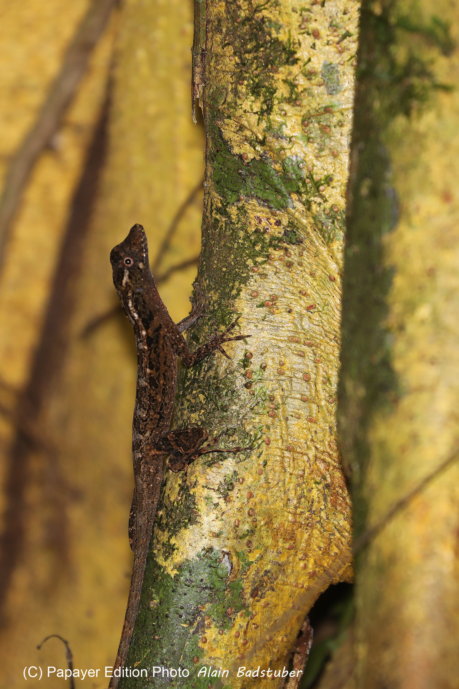 Quatre jours de terrain à Punta Gorda