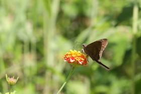 Hickatee Cottages, 4 jours de photo