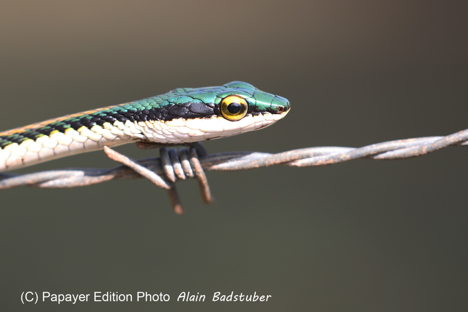 Serpents du Belize, Parrot snake, Leptophis mexicanus