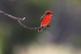 Premier séjour à Crooked Tree , au Bélize en octobre 2021