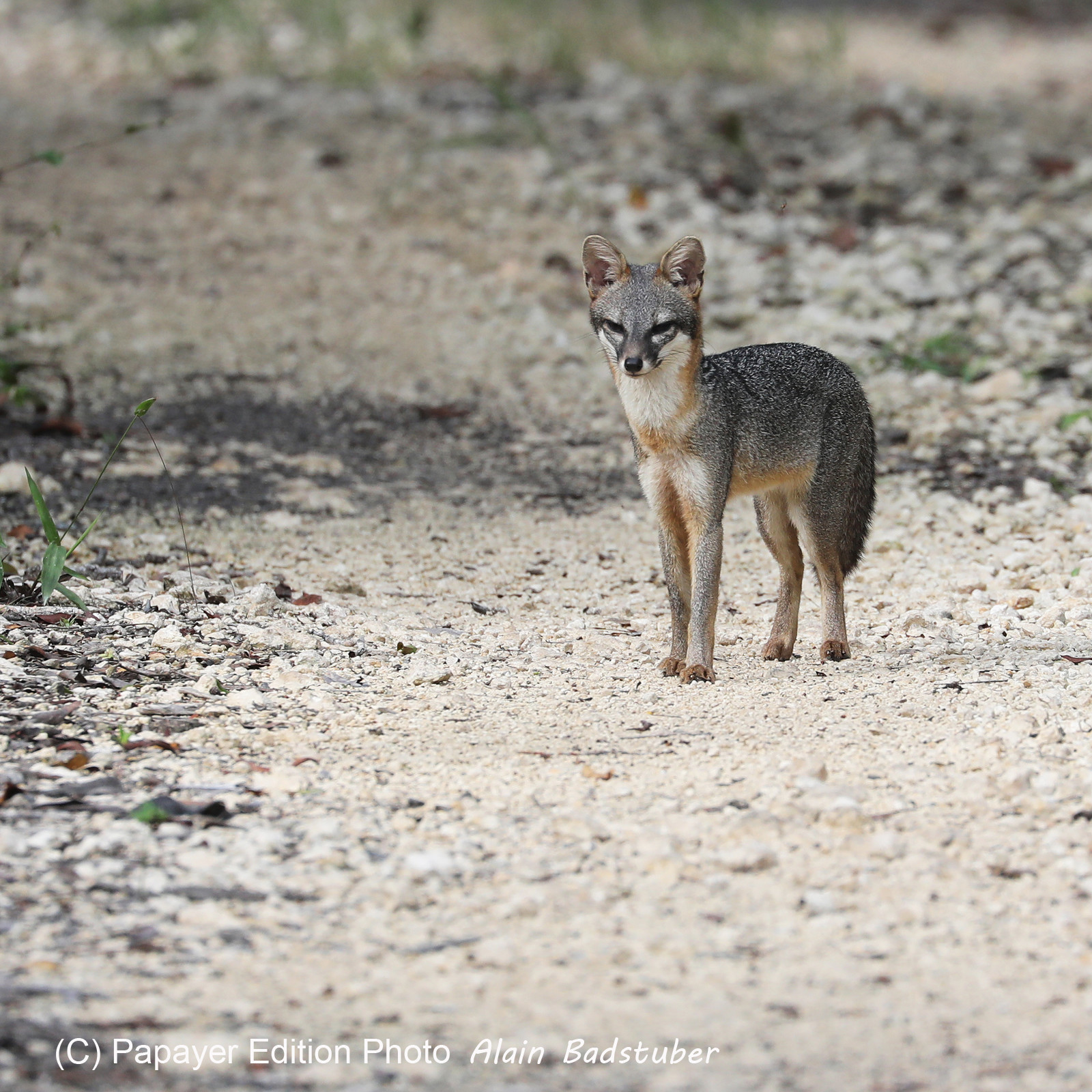 Deuxième séjour à Sarteneja, Bélize, Novembre - Décembre 2021