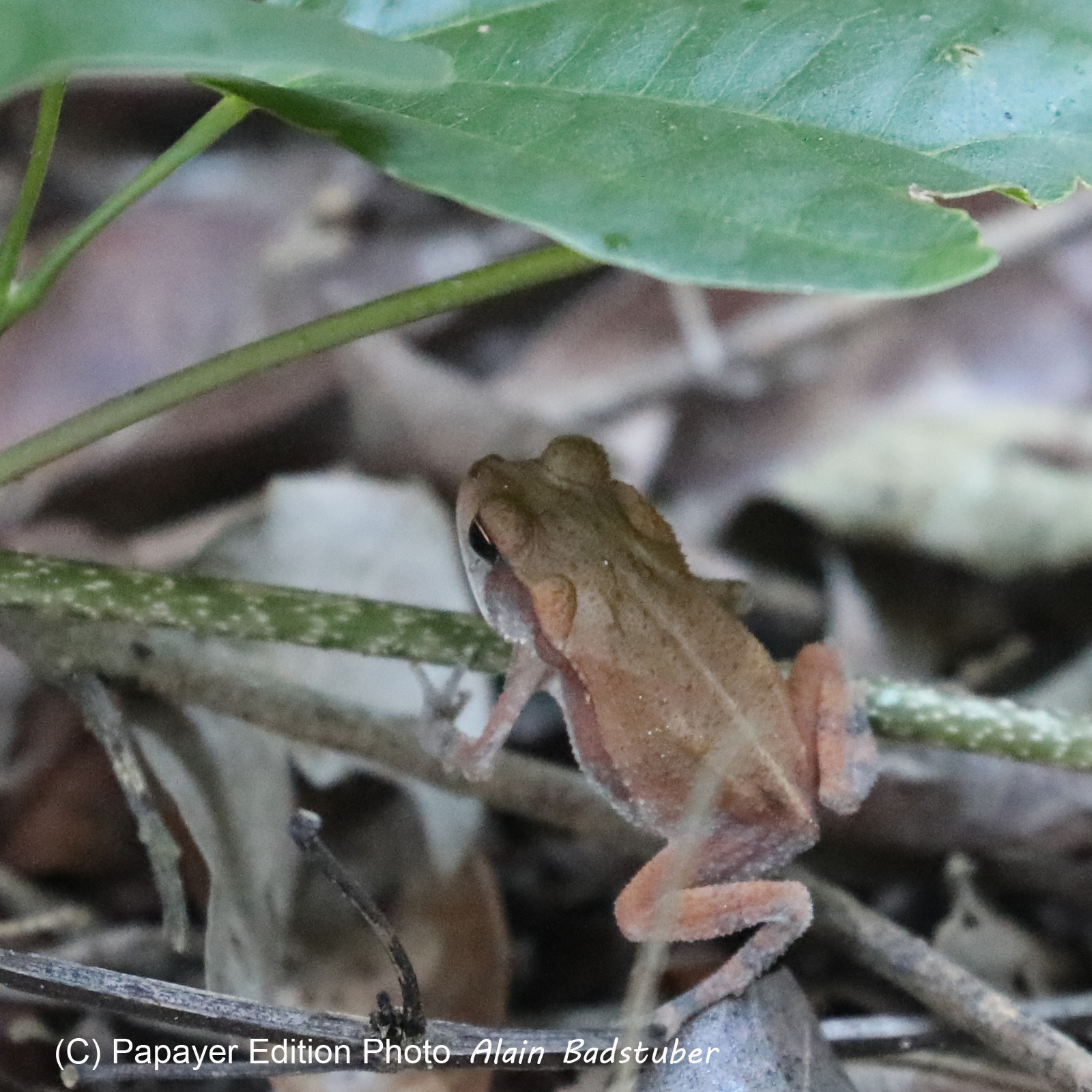Deuxième séjour à Sarteneja, Bélize, Novembre - Décembre 2021