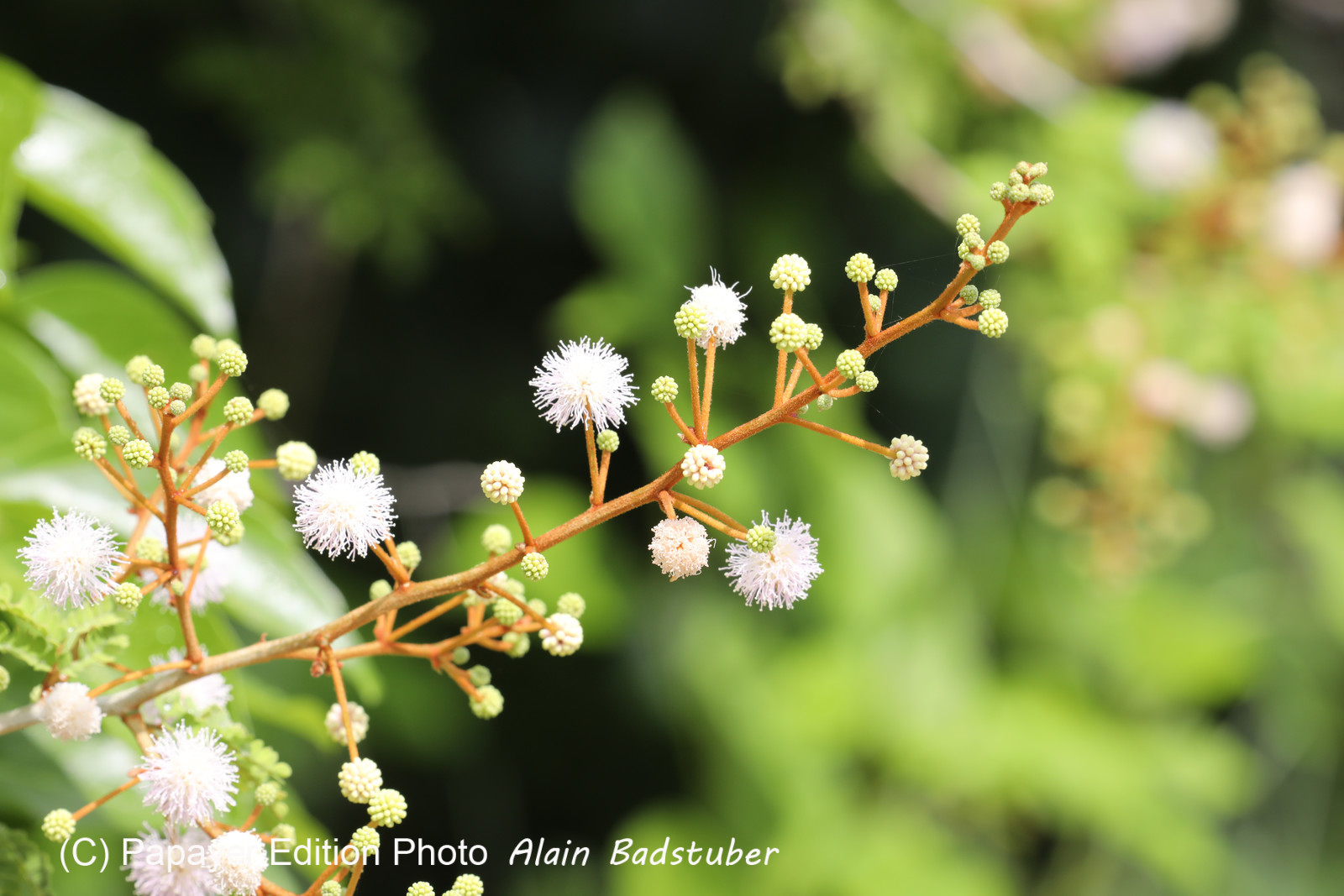 Végétaux et Champignons