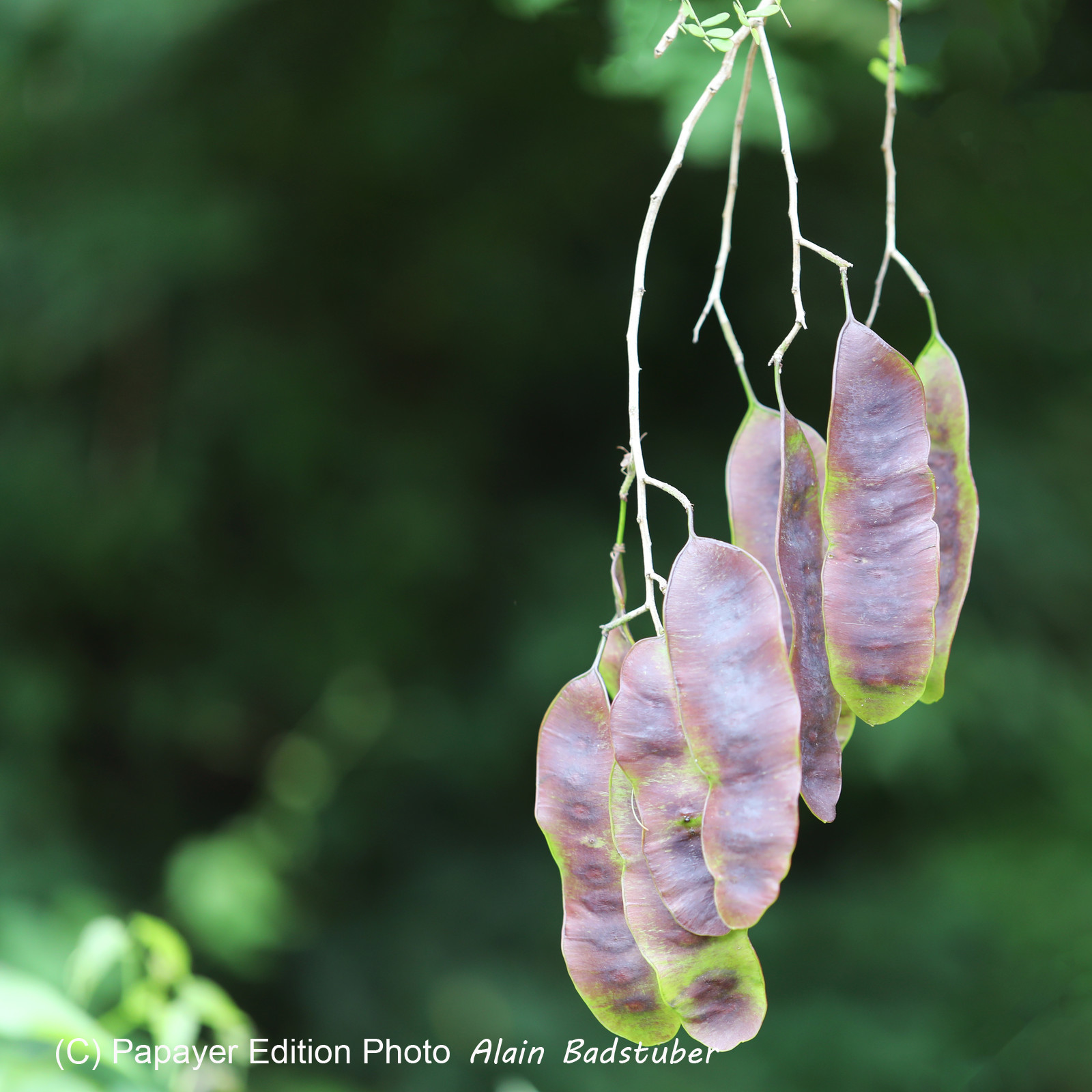 Deuxième séjour à Sarteneja, Bélize, Novembre - Décembre 2021