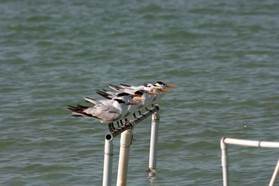 Images_Belize_2011_384