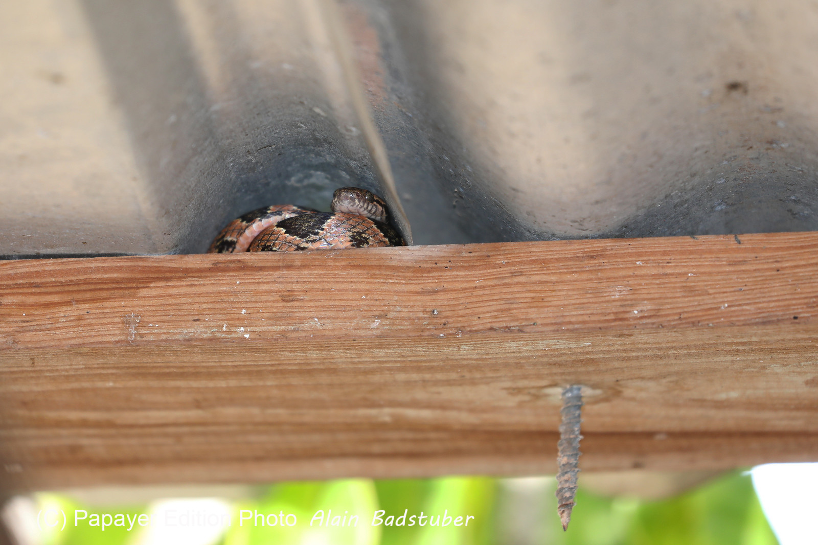 Serpents du Belize, Cat eyed snake, Leptodeira frenata
