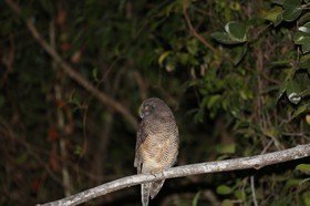 Oiseaux à Cape Tribulation