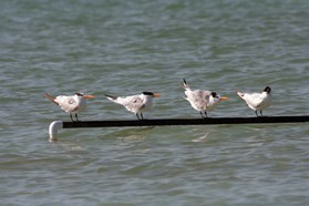 Images_Belize_2011_378