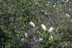Images_Belize_2011_090
