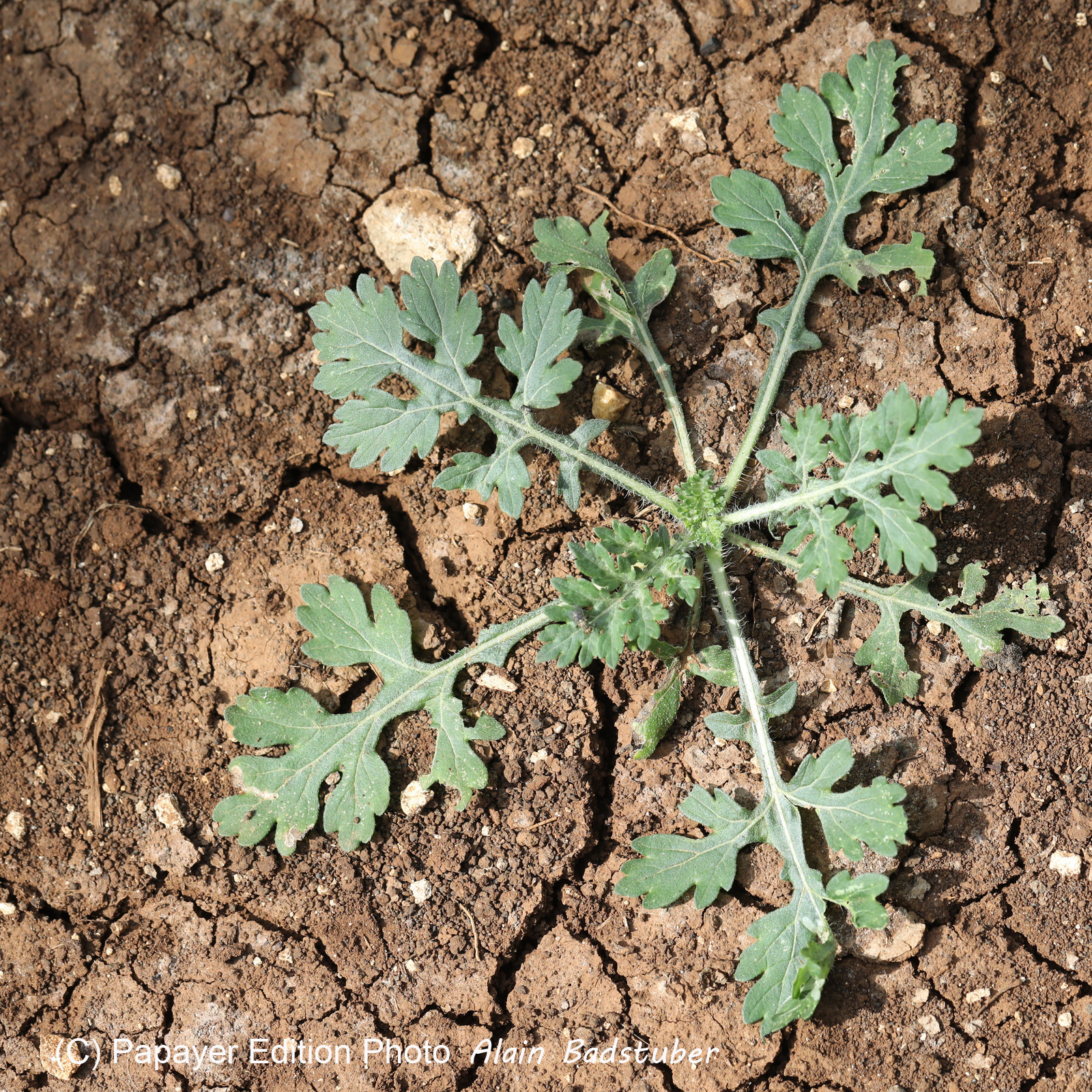 Végétaux et Champignons