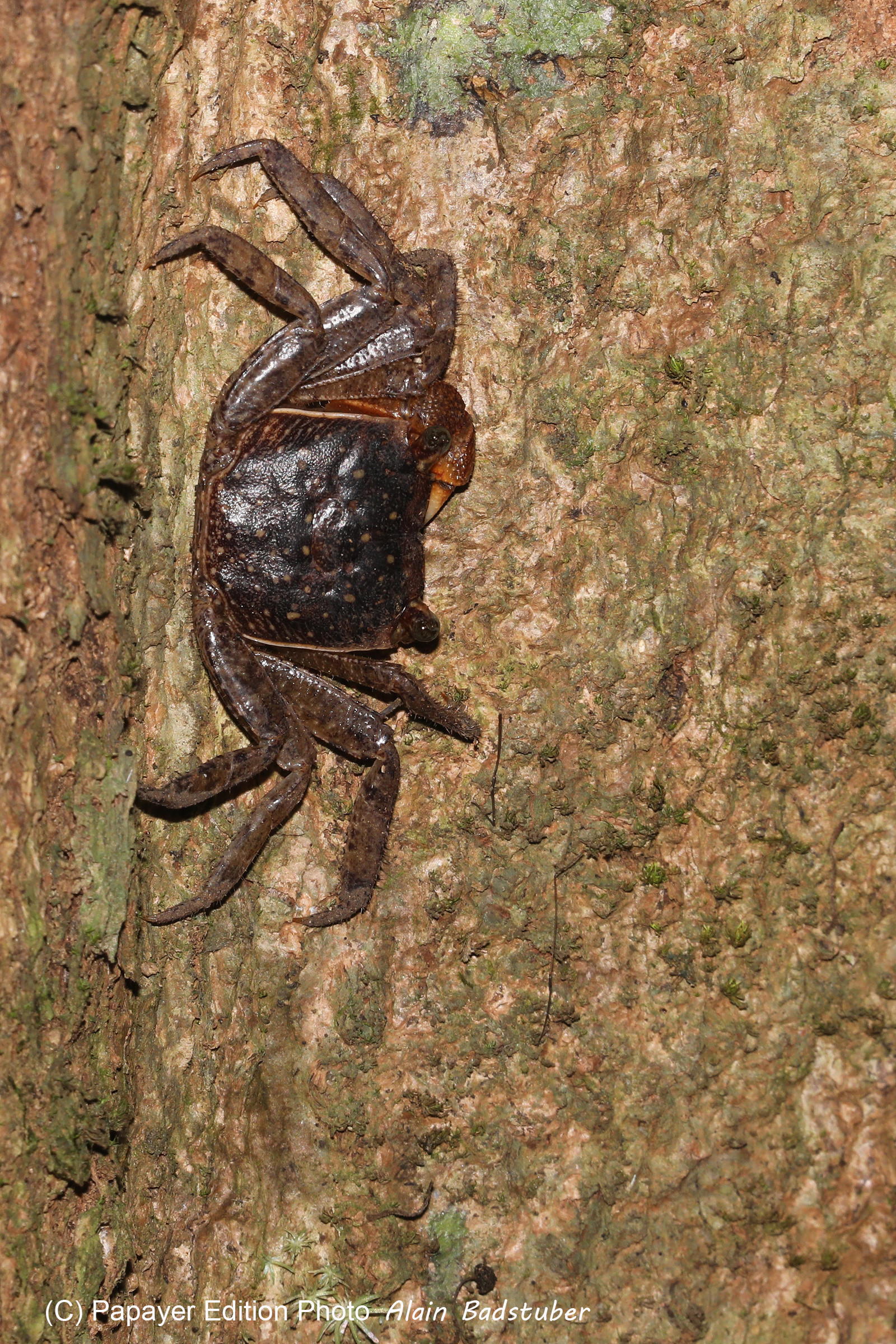 Quatre jours de terrain à Punta Gorda