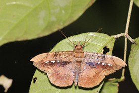 Quatre jours de terrain à Punta Gorda