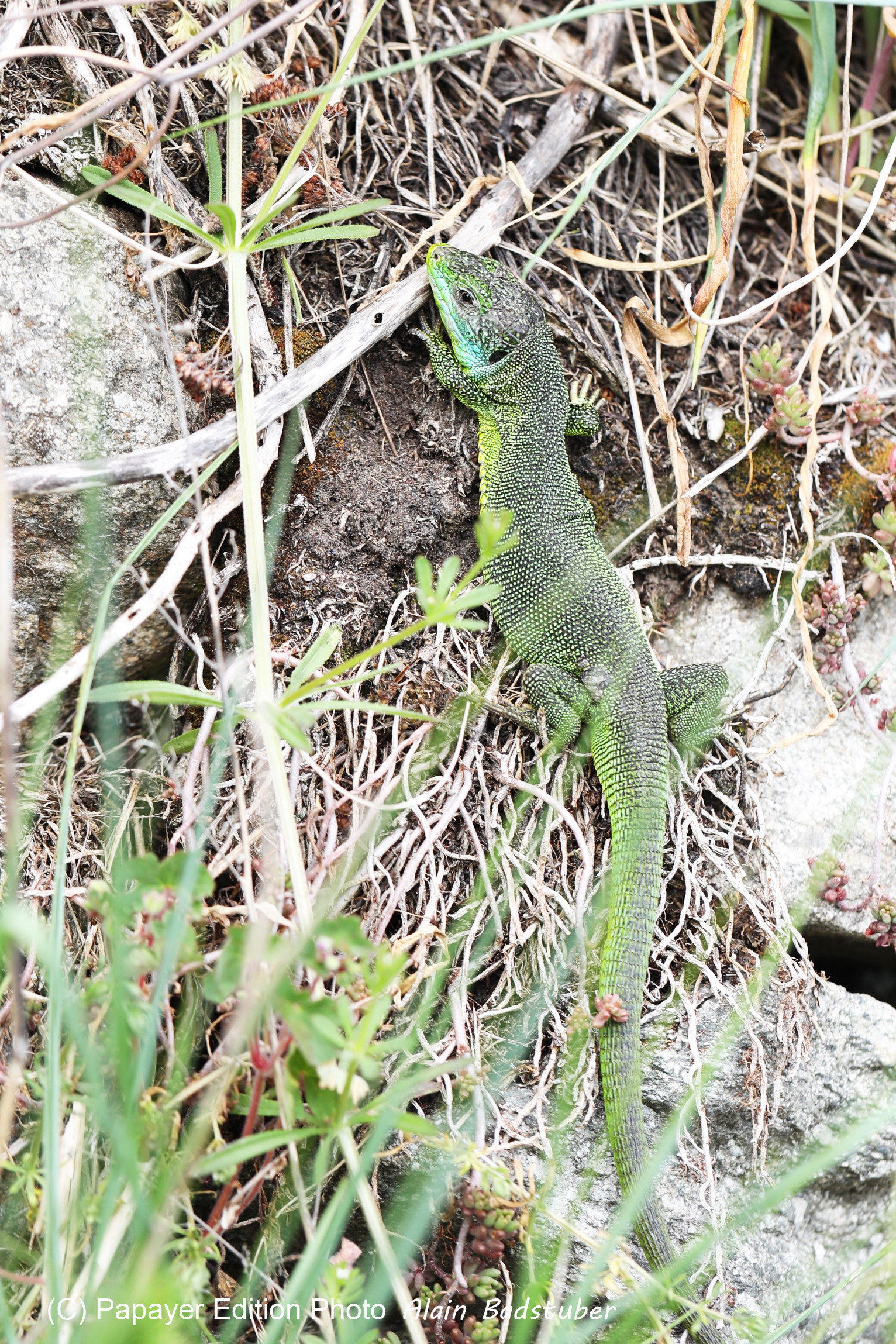 Lézard à deux lignes (Lacerta bilineata)
