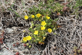 Potentille printanière (Potentilla verna)