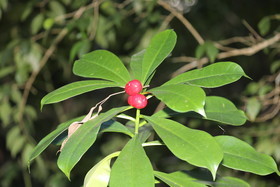 Quatre jours de terrain à Punta Gorda