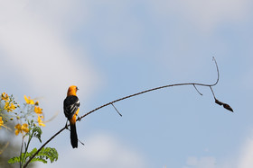 Premier séjour à Crooked Tree , au Bélize en octobre 2021