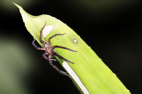 Hickatee Cottages, 4 jours de photo