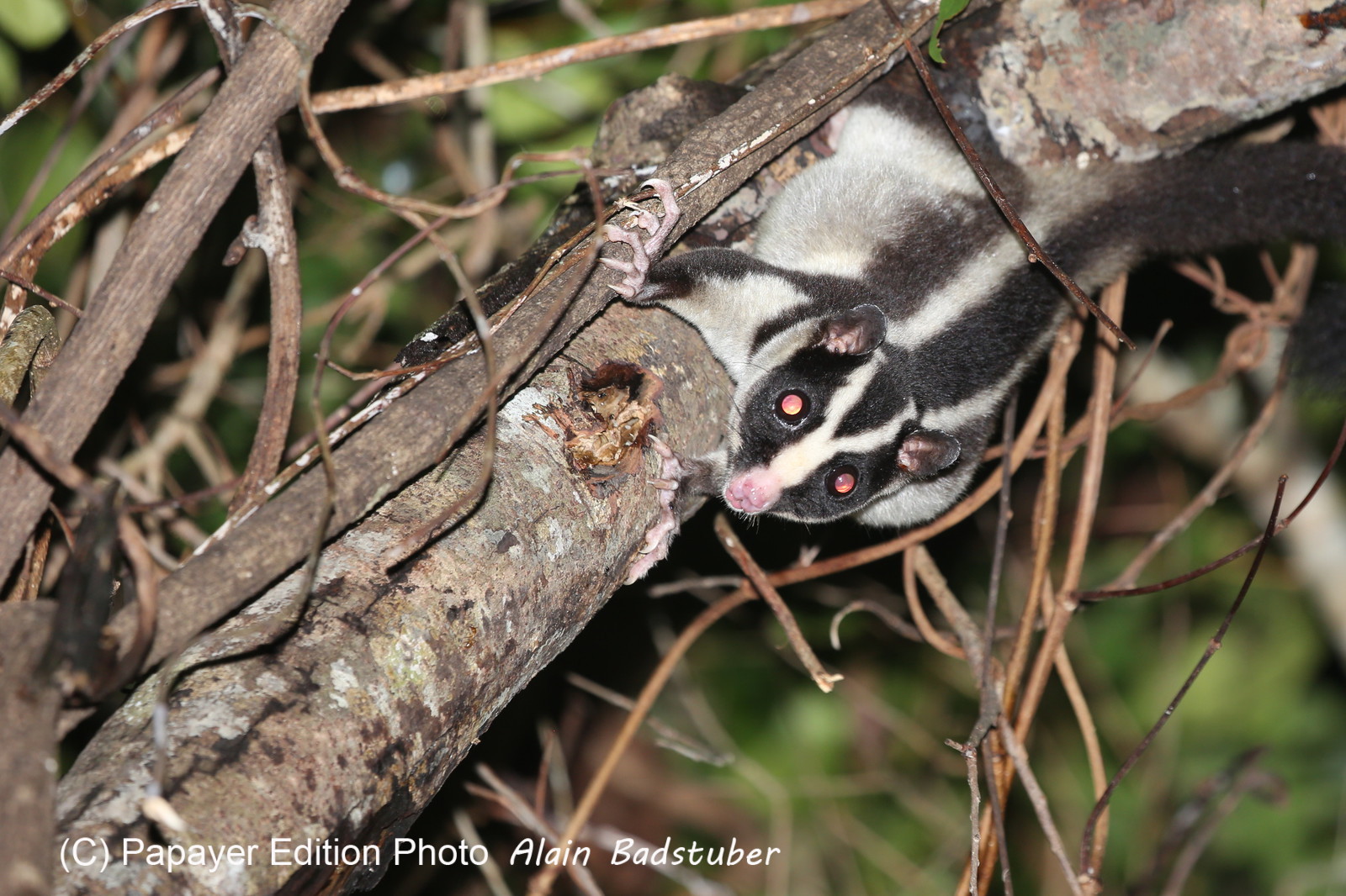 L'Australie à Cow Bay et Cape Tribulation en 2017
