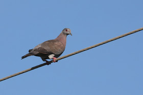 Hopkins, Octobre-Novembre 2021