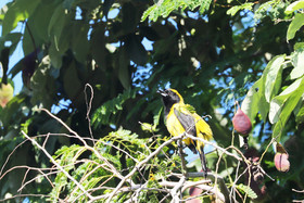 Deuxième séjour à Sarteneja, Bélize, Novembre - Décembre 2021