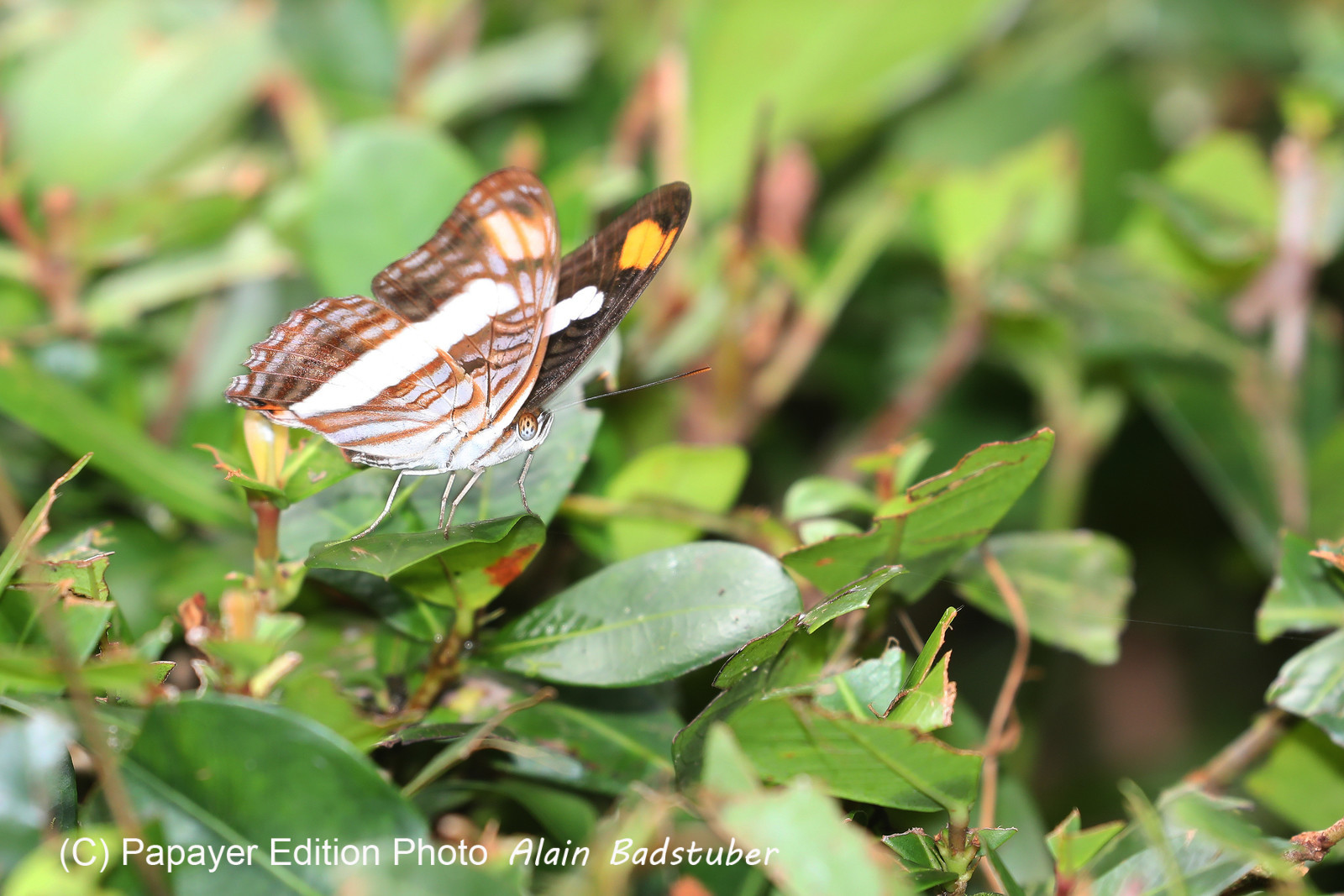 Quatre jours de terrain à Punta Gorda