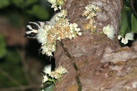 Mammifères à Cape Tribulation