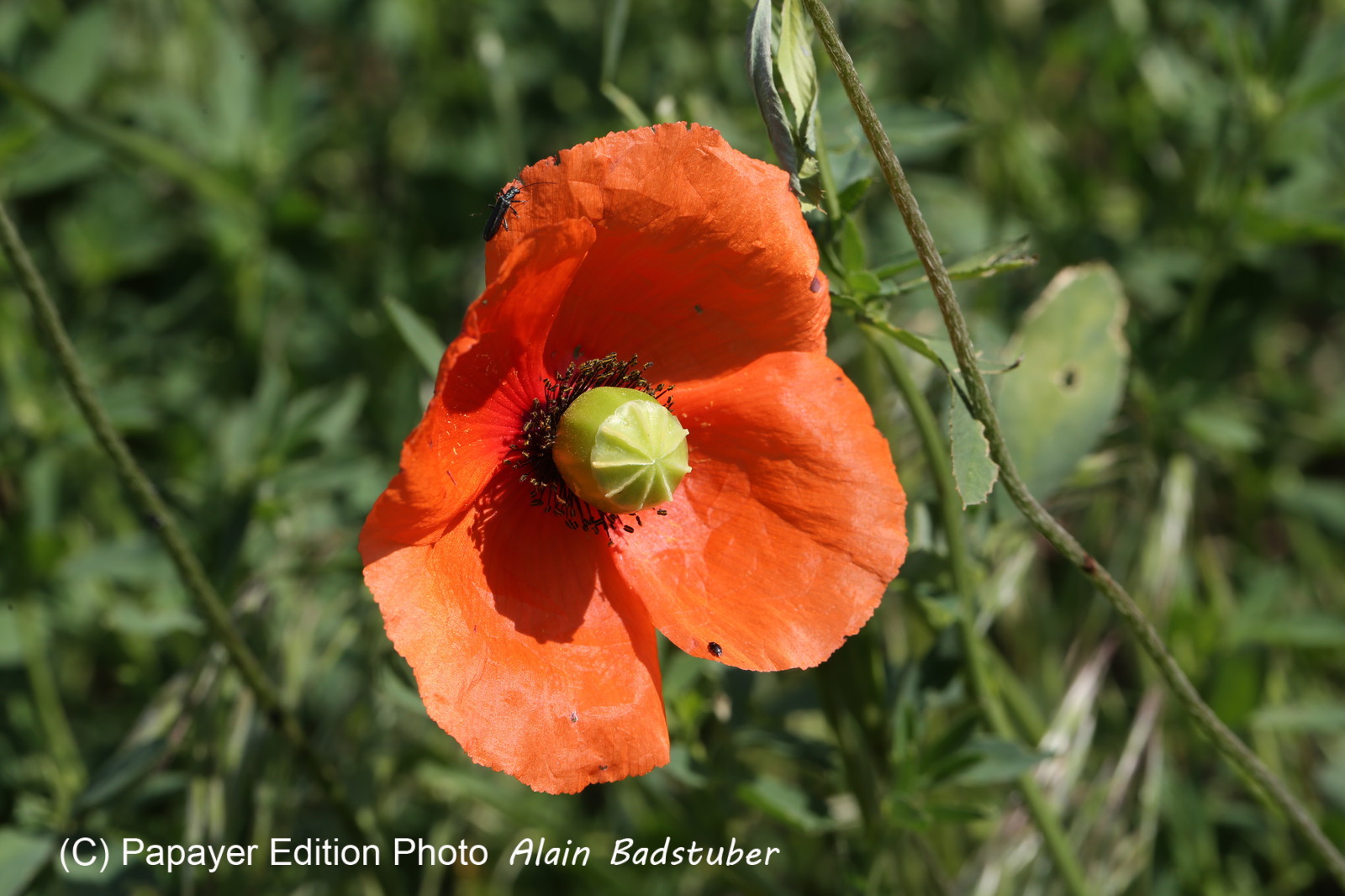 Ballade aux Follatères en mai 2018