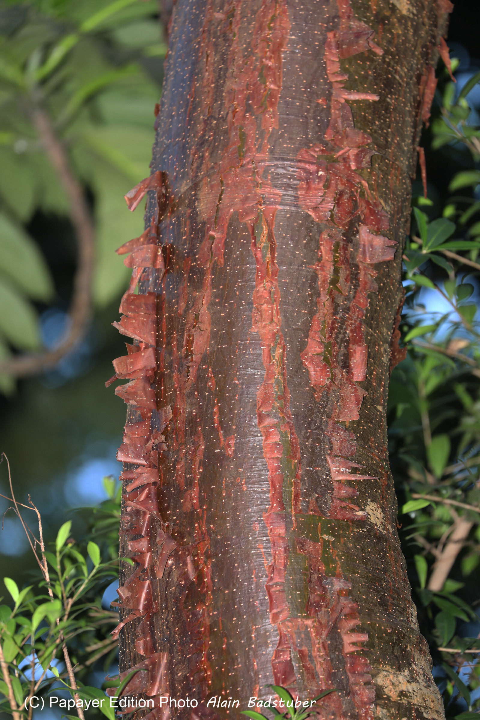Quatre jours de terrain à Punta Gorda