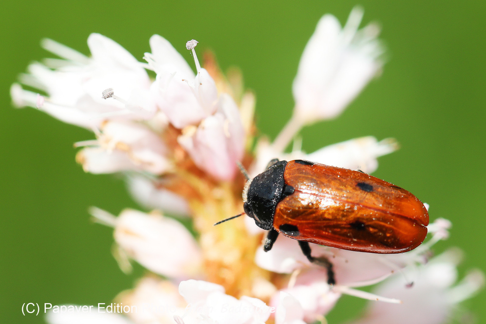 Encore une journée non favorable à la pratique de WingFoil