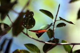 Images_Belize_2011_065